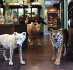 taxidermy