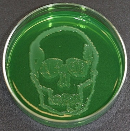 GregoryLab1