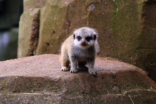 meerkat