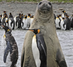 photobombseal