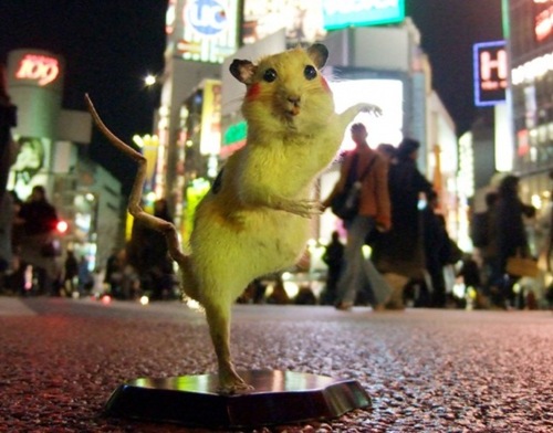 rat