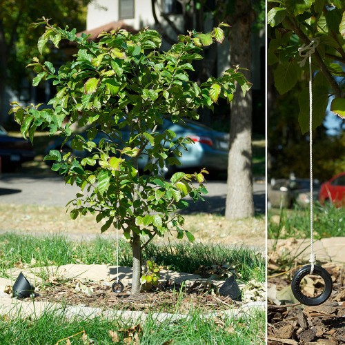 tire swing
