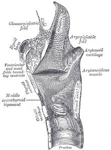 220larynx