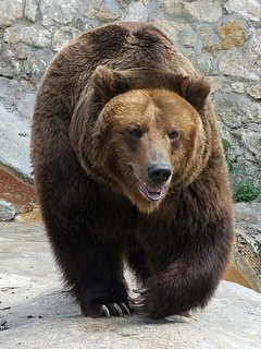 240_BEAR