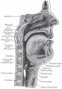 240upper-respiratory-tract-Grays-Anatomy-wikipedia-Oct-2010