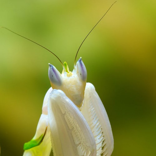 600px-MantisHymenopuscoronatus4LucViatourjpg