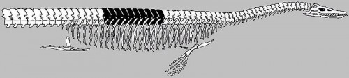 800px-Cope_Elasmosaurus