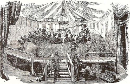 800px-Crystal_palace_iguanodon