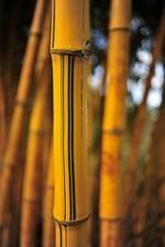 bamboo