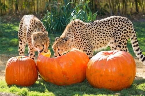 cheetahs