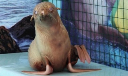 ginger-seal-zoo-580x344