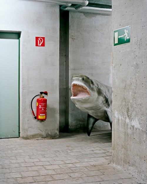 land shark