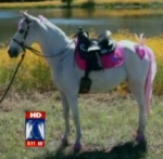 pinkpony