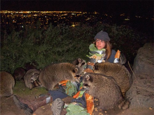 raccoons
