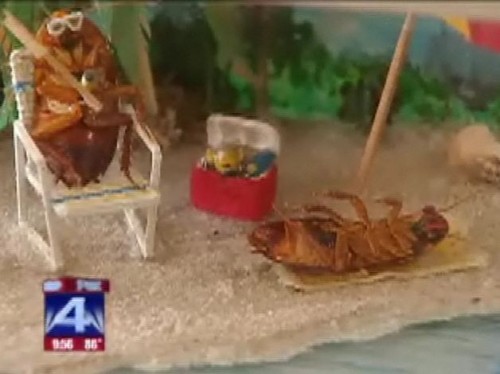 roaches