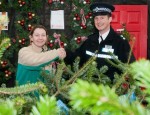 xmas trees 1_l
