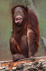 orangutan