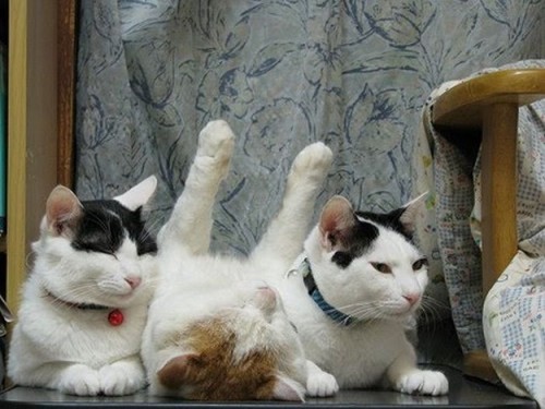2011cats