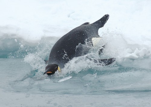 800px-Diving_emperor_penguin