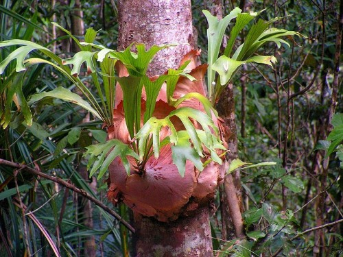 800px-Elkhorn_fern