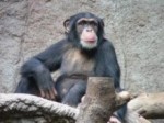 800px-Schimpanse_zoo-leipig-220x165