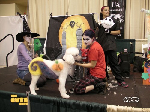 Cute-show-5