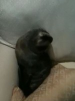 baby seal