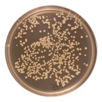 bellybuttonbacteria-150x150