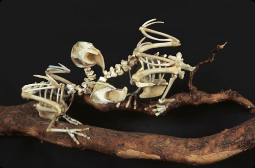 bones