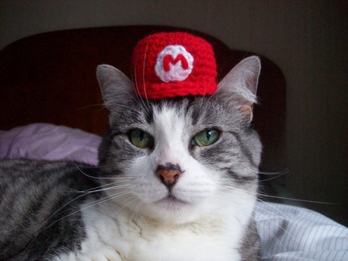 cat hat