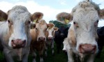 cattle