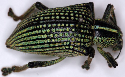 diamond-weevil-carapace-bodo-wilts