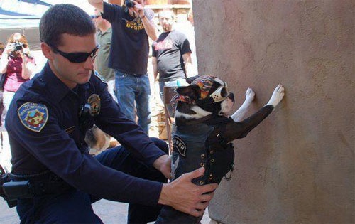 dog-frisk-20111206-102904