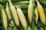fresh-corn
