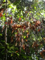 fungal-network-and-leaflitt