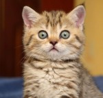 kitten
