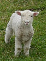 lamb