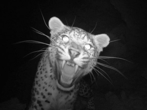 leopard-spotted-afghanistan-snarl_45098_600x450