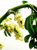 mistletoe