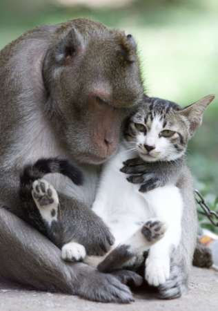 monkeywithcat