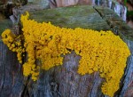 slime mold