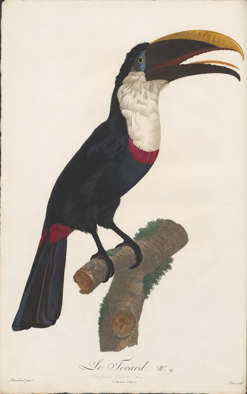 toucan