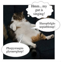 250stomachcat
