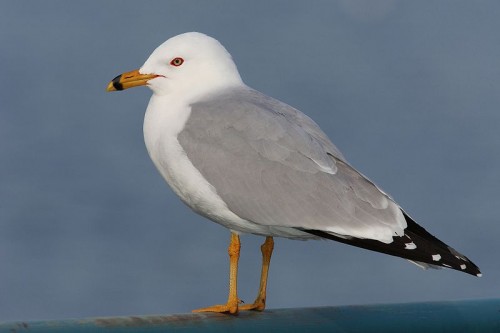 800px-Larus-delawarensis-021