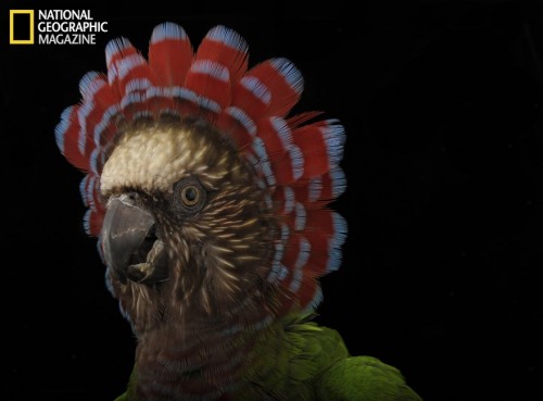 880_06_parrot