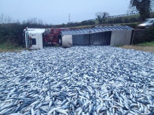 FishFarm