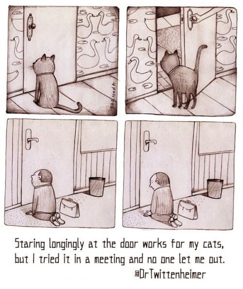 TwaggieCat