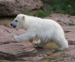 bear