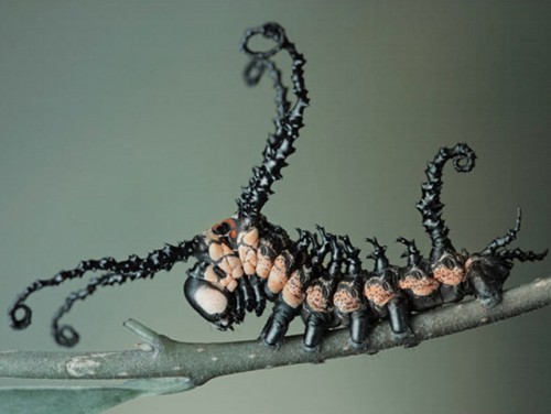 caterpillar