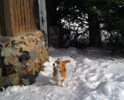 corgi-survivor-550x444
